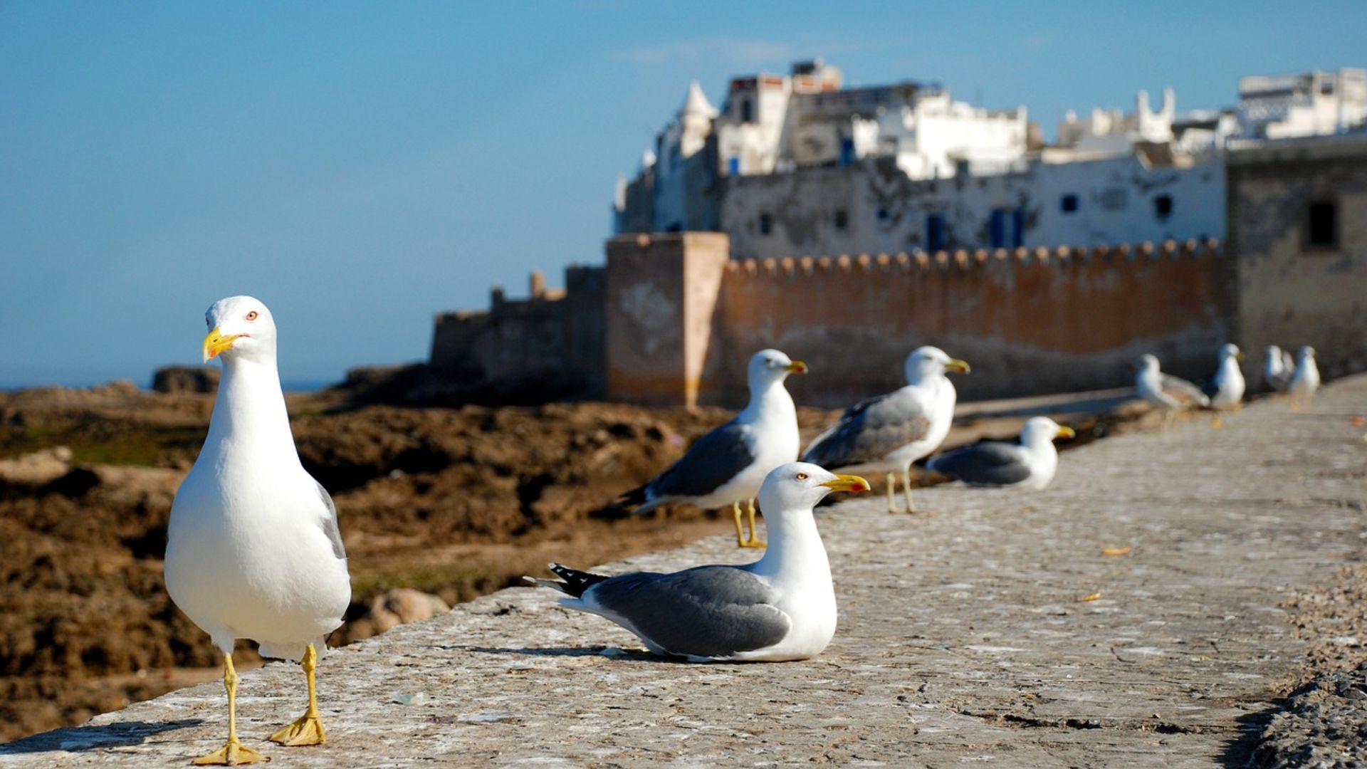 Daily Shared Tour: Essaouira Coastal Walk